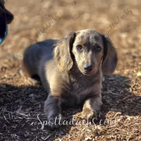 Luna, a female Miniature Dachshund for sale in Onalaska, WA – Photo 1 of 3