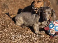 Luna, a female Miniature Dachshund for sale in Onalaska, WA – Photo 3 of 3