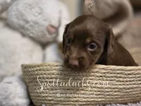 Daddy's Girl, a female Dachshund for sale in Onalaska, WA – 2 of 10
