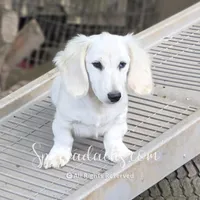 Yeti, a male Dachshund for sale in Onalaska, WA – 1 of 4
