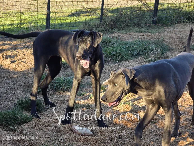Black Beauty – Great Dane puppy for sale in Onalaska, WA
