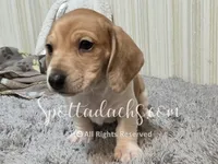 Mowgli, a male Miniature Dachshund for sale in Onalaska, WA – 2 of 3