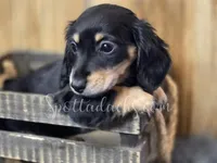 Cloey, a female Dachshund for sale in Onalaska, WA – Photo 1 of 2
