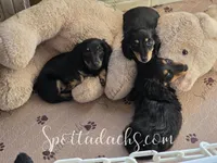 Cloey, a female Dachshund for sale in Onalaska, WA – Photo 2 of 2
