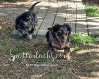 Zorro, a male Dachshund for sale in Onalaska, WA – 6 of 8