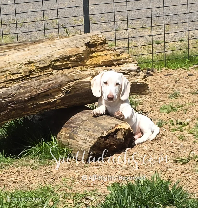 Snowman – Dachshund puppy for sale in Onalaska, WA