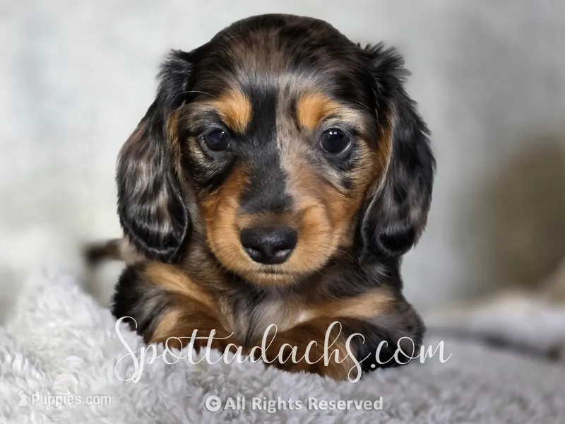 Phantom – Dachshund puppy for sale in Onalaska, WA