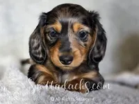 Phantom, a male Dachshund for sale in Onalaska, WA – 1 of 4