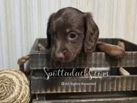Daddy's Girl, a female Dachshund for sale in Onalaska, WA – 6 of 10