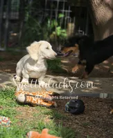 Yeti, a male Dachshund for sale in Onalaska, WA – 3 of 4