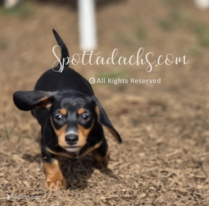 Kevin – Dachshund puppy for sale in Onalaska, WA