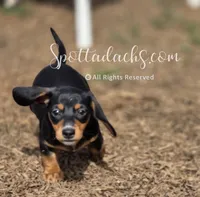 Kevin, a male Dachshund for sale in Onalaska, WA – Photo 6 of 6