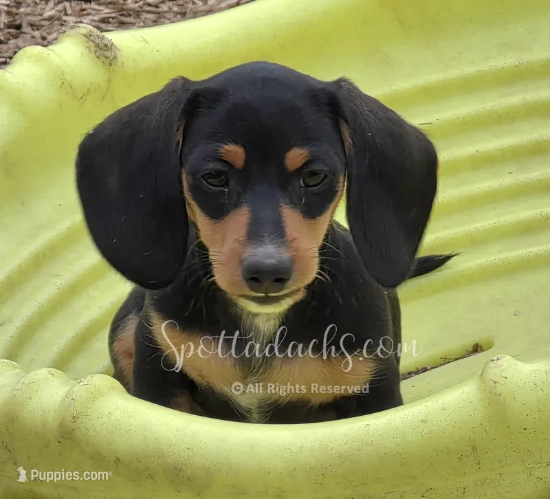 Kevin, a male Dachshund for sale in Onalaska, WA – Photo 1 of 6