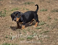 Kevin, a male Dachshund for sale in Onalaska, WA – Photo 4 of 6
