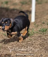Kevin, a male Dachshund for sale in Onalaska, WA – Photo 3 of 6