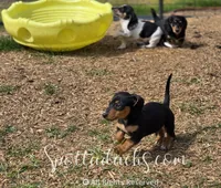 Kevin, a male Dachshund for sale in Onalaska, WA – Photo 5 of 6