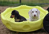 Kevin, a male Dachshund for sale in Onalaska, WA – Photo 2 of 6