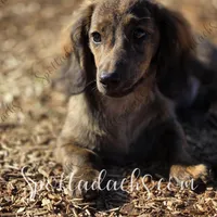 Thanos, a male Dachshund for sale in Onalaska, WA – Photo 1 of 3