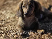 Sidus , a male Dachshund for sale in Onalaska, WA – Photo 1 of 3