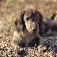Thanos, a male Dachshund for sale in Onalaska, WA – Photo 3 of 3