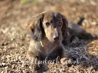 Sidus , a male Dachshund for sale in Onalaska, WA – Photo 3 of 3