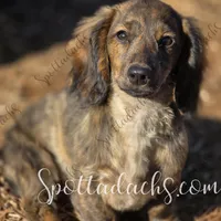 Thanos, a male Dachshund for sale in Onalaska, WA – Photo 2 of 3