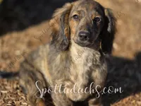 Sidus , a male Dachshund for sale in Onalaska, WA – Photo 2 of 3