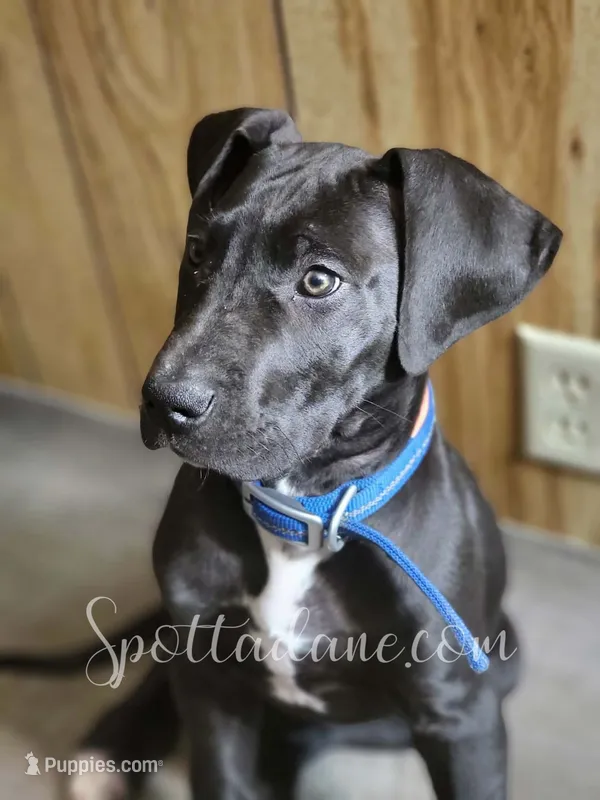 Apollo- Housetrained