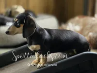 Agnes, a female Miniature Dachshund for sale in Onalaska, WA – 2 of 4