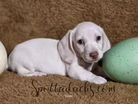 Snowman, a male Dachshund for sale in Onalaska, WA – Photo 3 of 4
