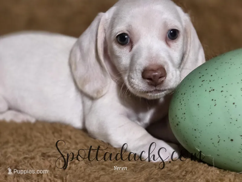 Snowman – Dachshund puppy for sale in Onalaska, WA