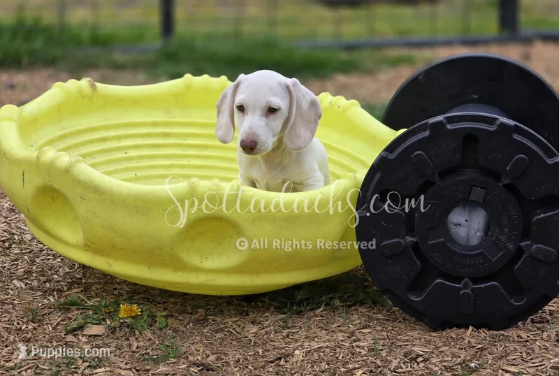 Snowman – Dachshund puppy for sale in Onalaska, WA