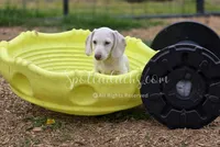 Snowman, a male Dachshund for sale in Onalaska, WA – 1 of 6