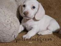 Snowman, a male Dachshund for sale in Onalaska, WA – Photo 1 of 4