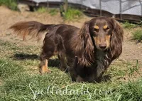 Mint Gold, a male Dachshund for sale in Onalaska, WA – 5 of 5