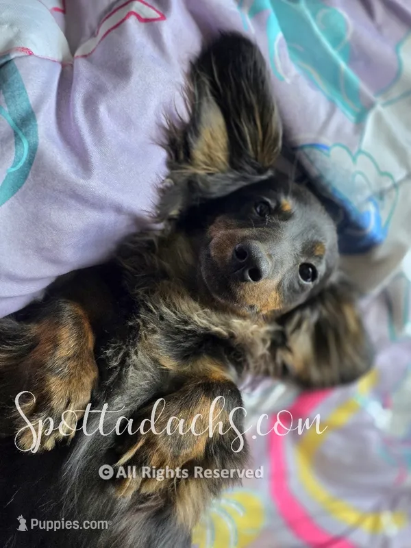 Astrid – Dachshund puppy for sale in Onalaska, WA