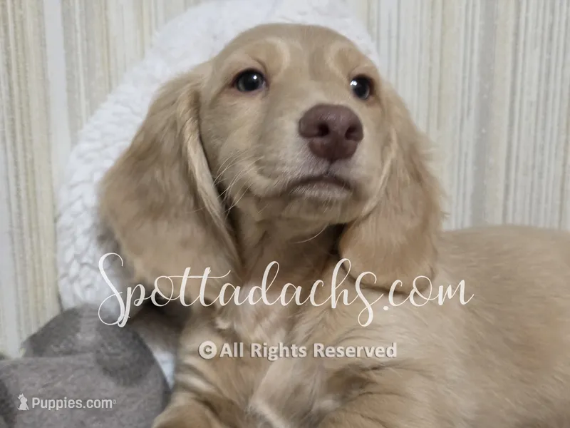 Mint Gold – Dachshund puppy for sale in Onalaska, WA