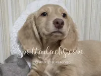Mint Gold, a male Dachshund for sale in Onalaska, WA – 1 of 8