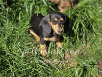 Agnes, a female Miniature Dachshund for sale in Onalaska, WA – 4 of 4