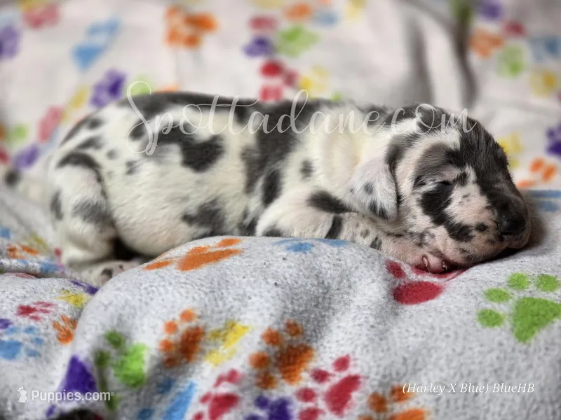 Galaxy – Great Dane puppy for sale in Onalaska, WA