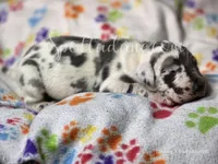 Galaxy, a male Great Dane for sale in Onalaska, WA – Photo 1 of 7