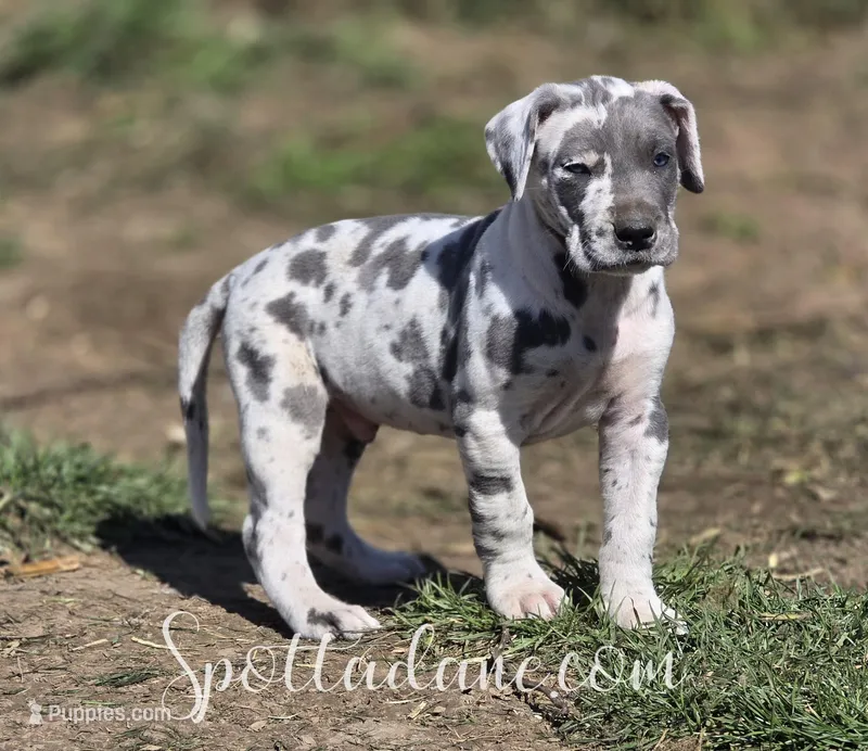 Galaxy – Great Dane puppy for sale in Onalaska, WA