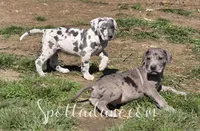 Galaxy, a male Great Dane for sale in Onalaska, WA – 2 of 10