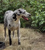 Galaxy, a male Great Dane for sale in Onalaska, WA – Photo 6 of 7