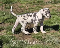 Galaxy, a male Great Dane for sale in Onalaska, WA – 3 of 10