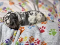 Galaxy, a male Great Dane for sale in Onalaska, WA – Photo 2 of 7