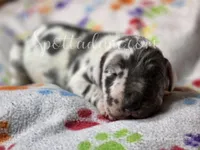 Galaxy, a male Great Dane for sale in Onalaska, WA – Photo 4 of 7