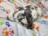 Galaxy, a male Great Dane for sale in Onalaska, WA – Photo 3 of 7