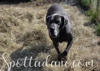 Galaxy, a male Great Dane for sale in Onalaska, WA – Photo 7 of 7