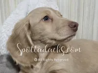Mint Gold, a male Dachshund for sale in Onalaska, WA – 3 of 8